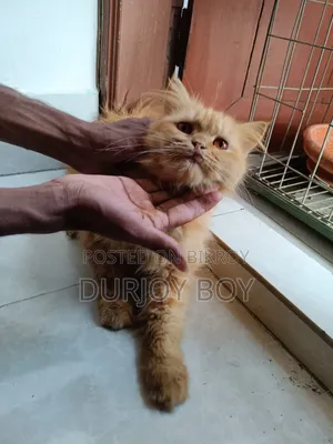 3-6 months Female Purebred Persian