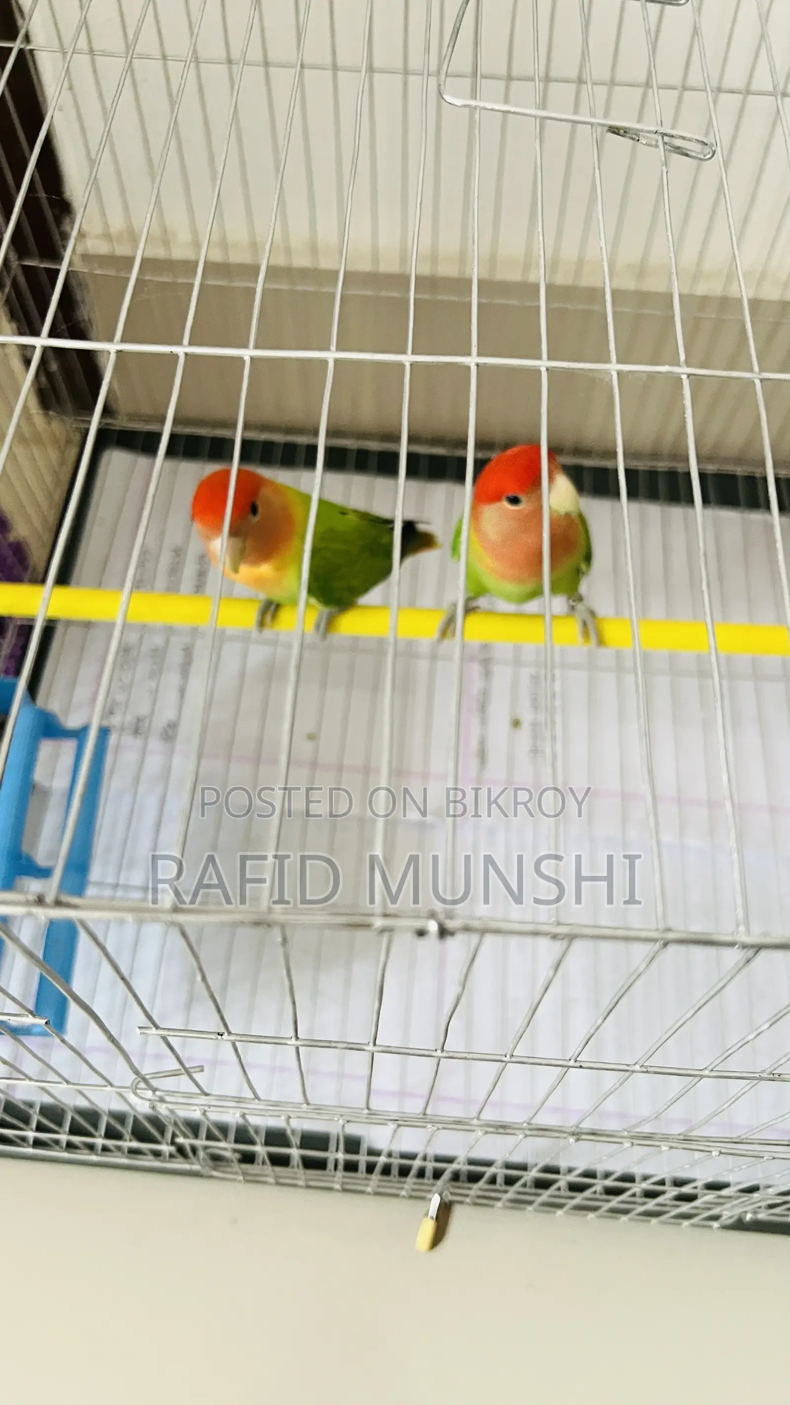 Love Bird Running Pair