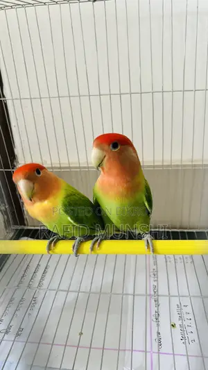 Love Bird Running Pair