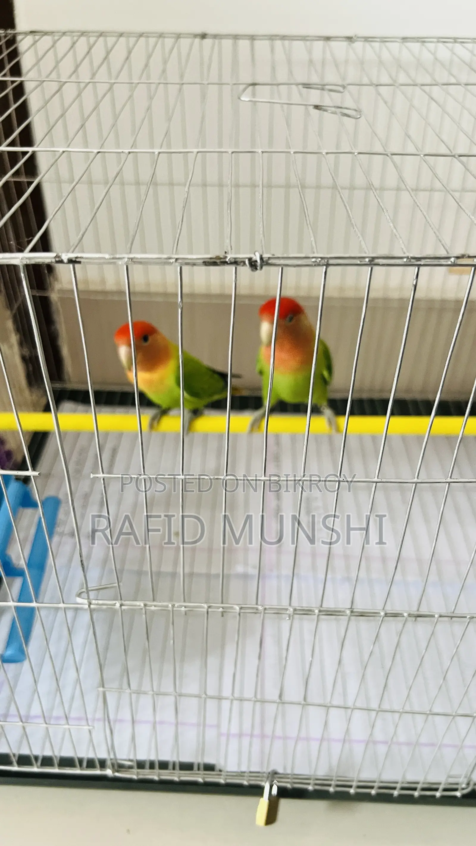 Love Bird Running Pair