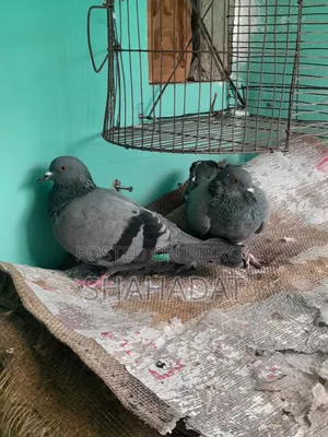 ১পিস জালালি মাদী