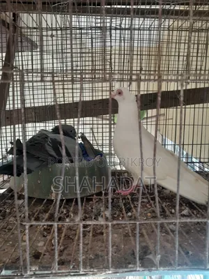 1 piece Jalali female pigeon