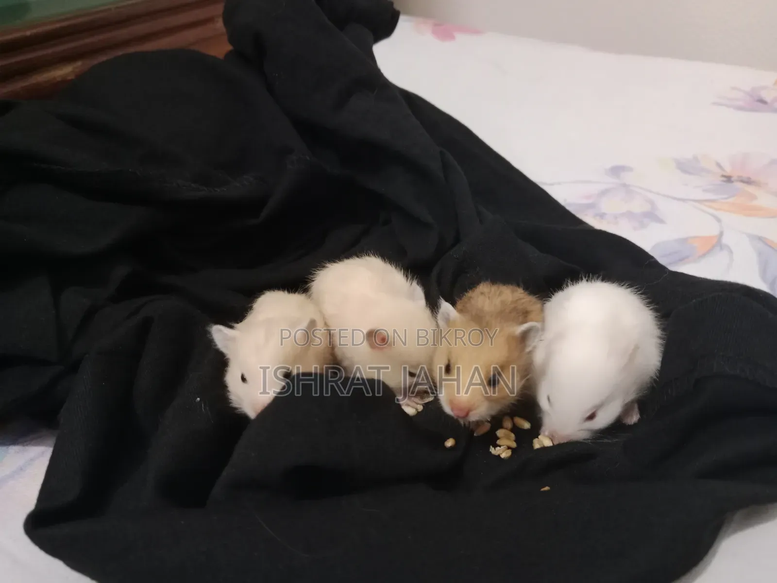 Syrian Hamster For Sell