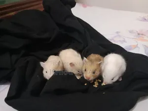 Syrian Hamster For Sell
