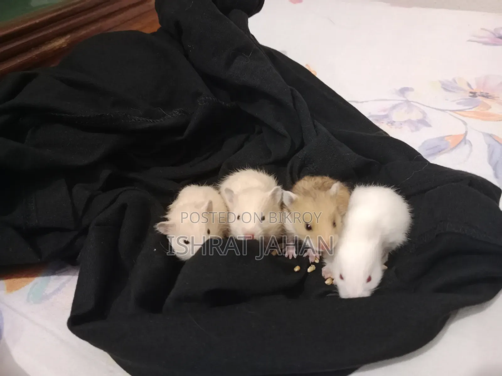 Syrian Hamster For Sell