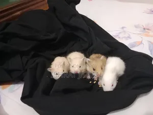 Syrian Hamster For Sell