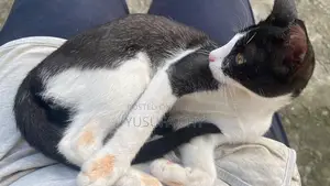 3-6 Months Male Purebred Cat