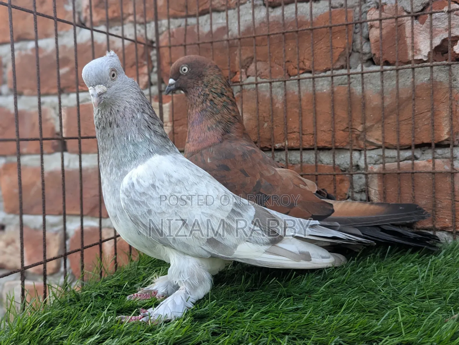 Some pigeons for sale