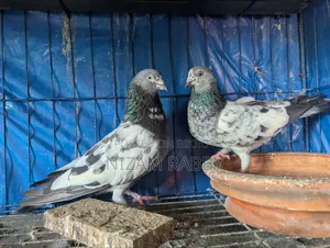 Some pigeons for sale