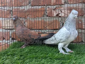 Some pigeons for sale