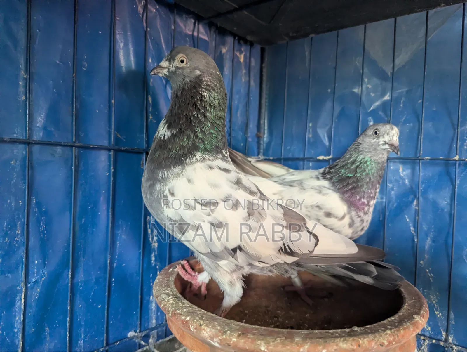 Some pigeons for sale