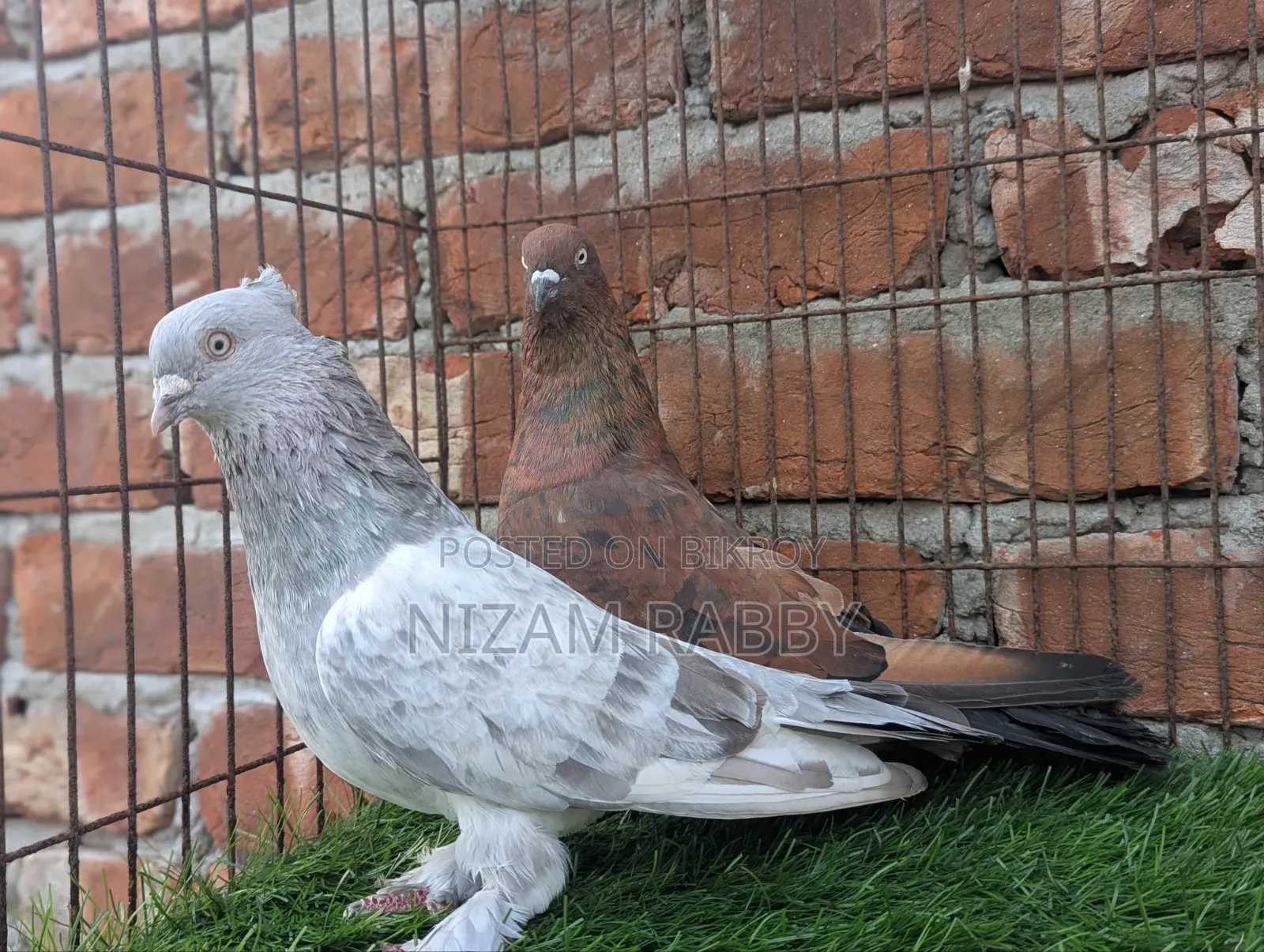 Some pigeons for sale