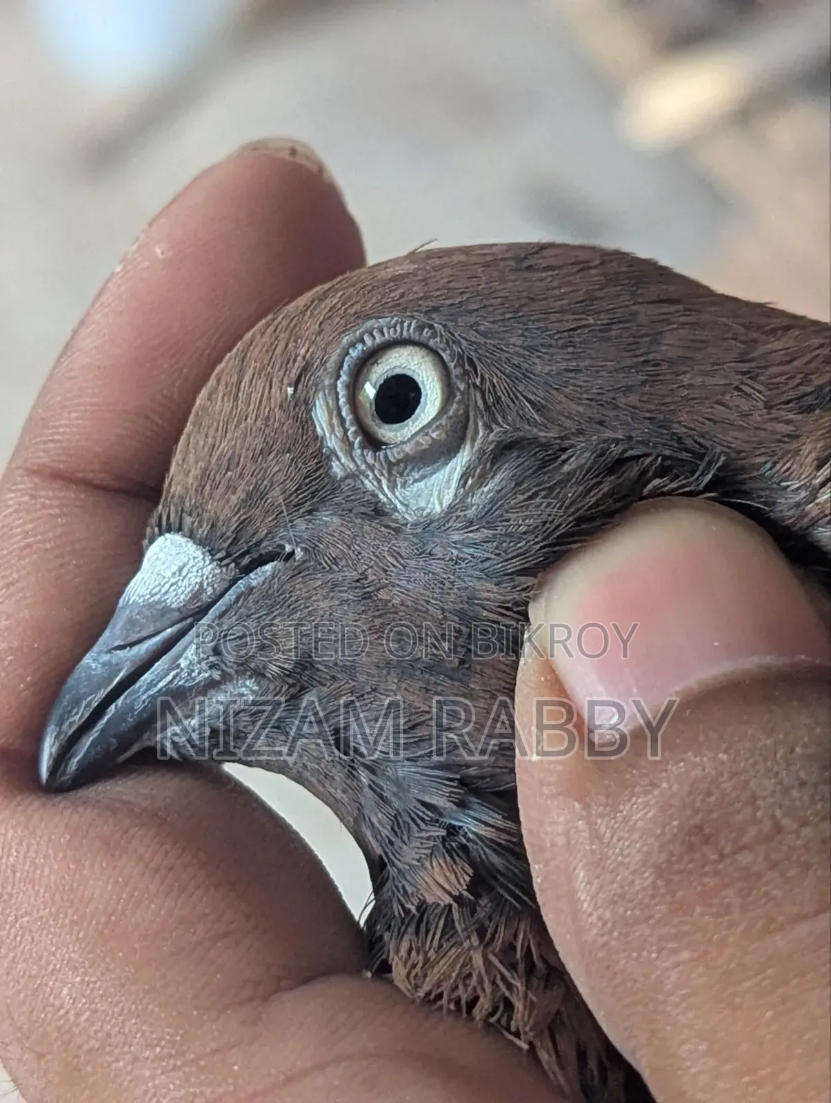 Some pigeons for sale
