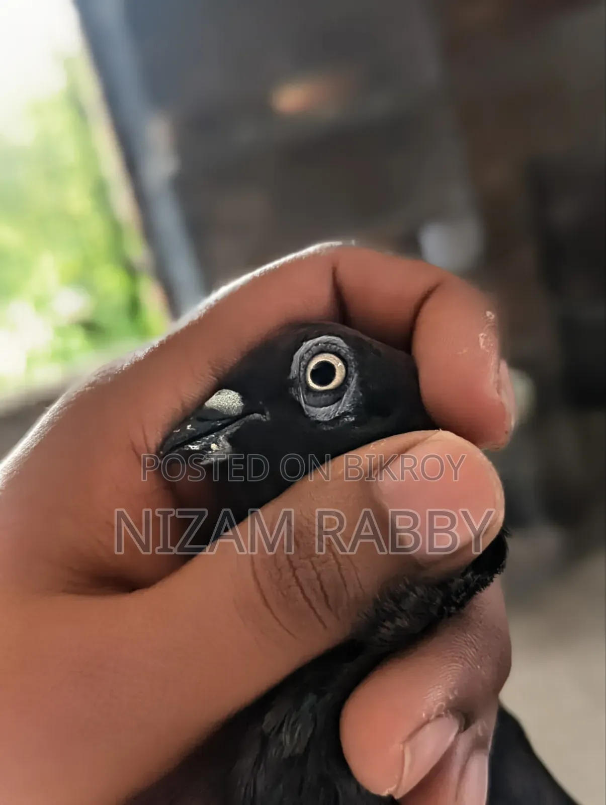 Some pigeons for sale