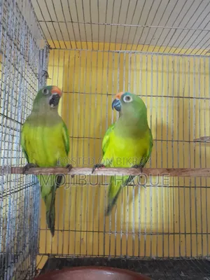 Peach-Faced Bird