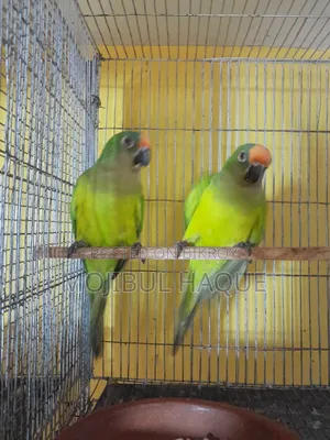 Peach-Faced Bird