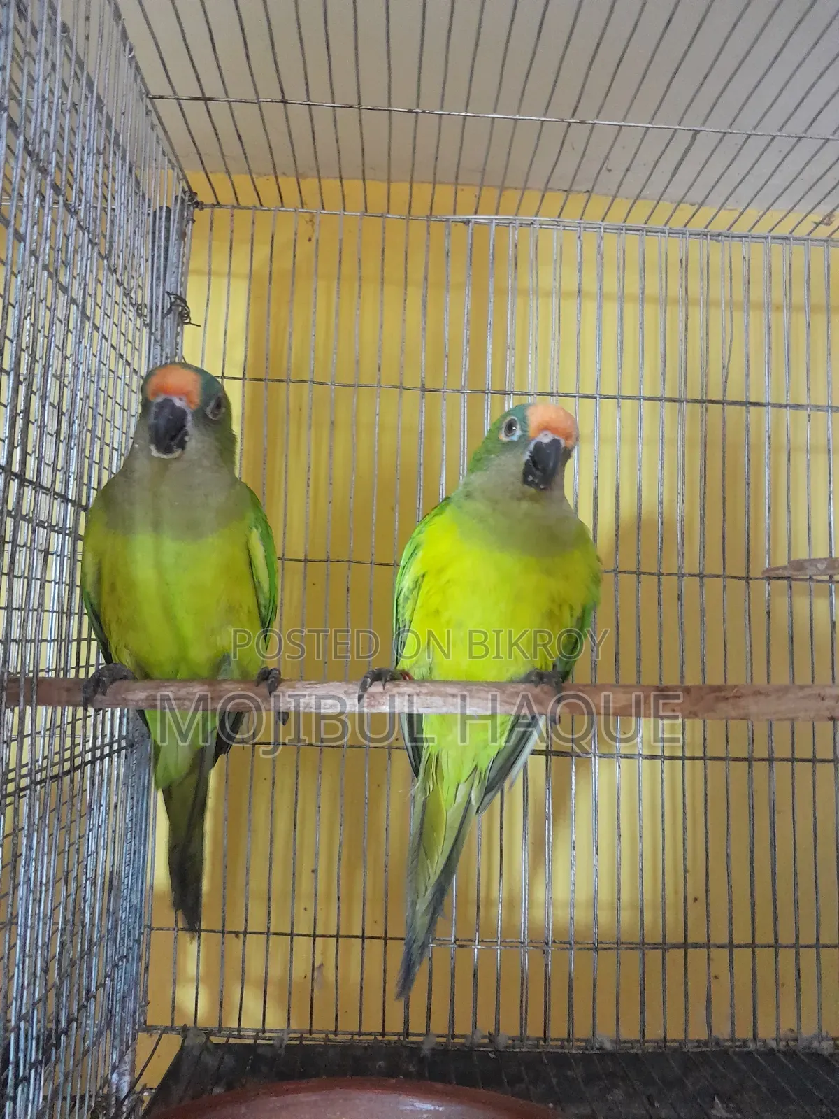 Peach-Faced Bird