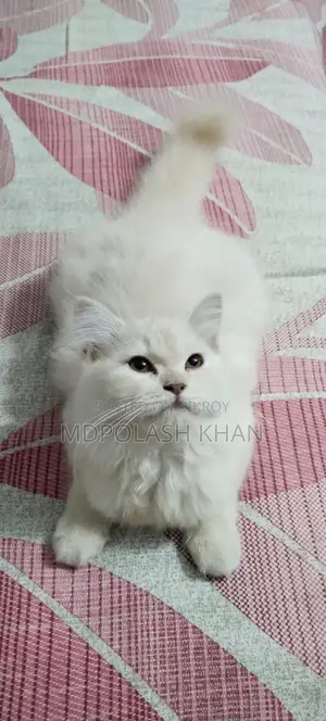 3-6 Months Female Purebred Persian