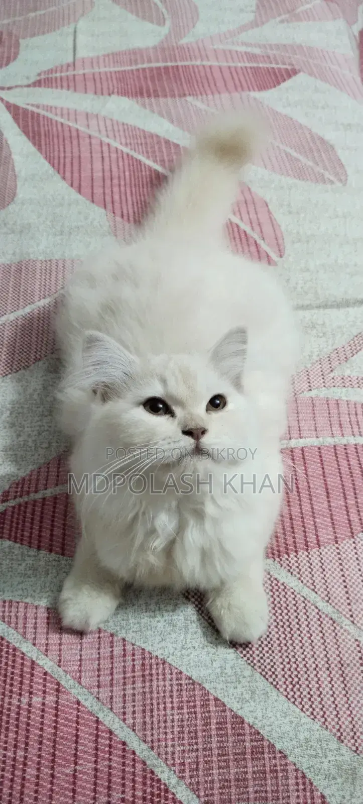 3-6 Months Female Purebred Persian