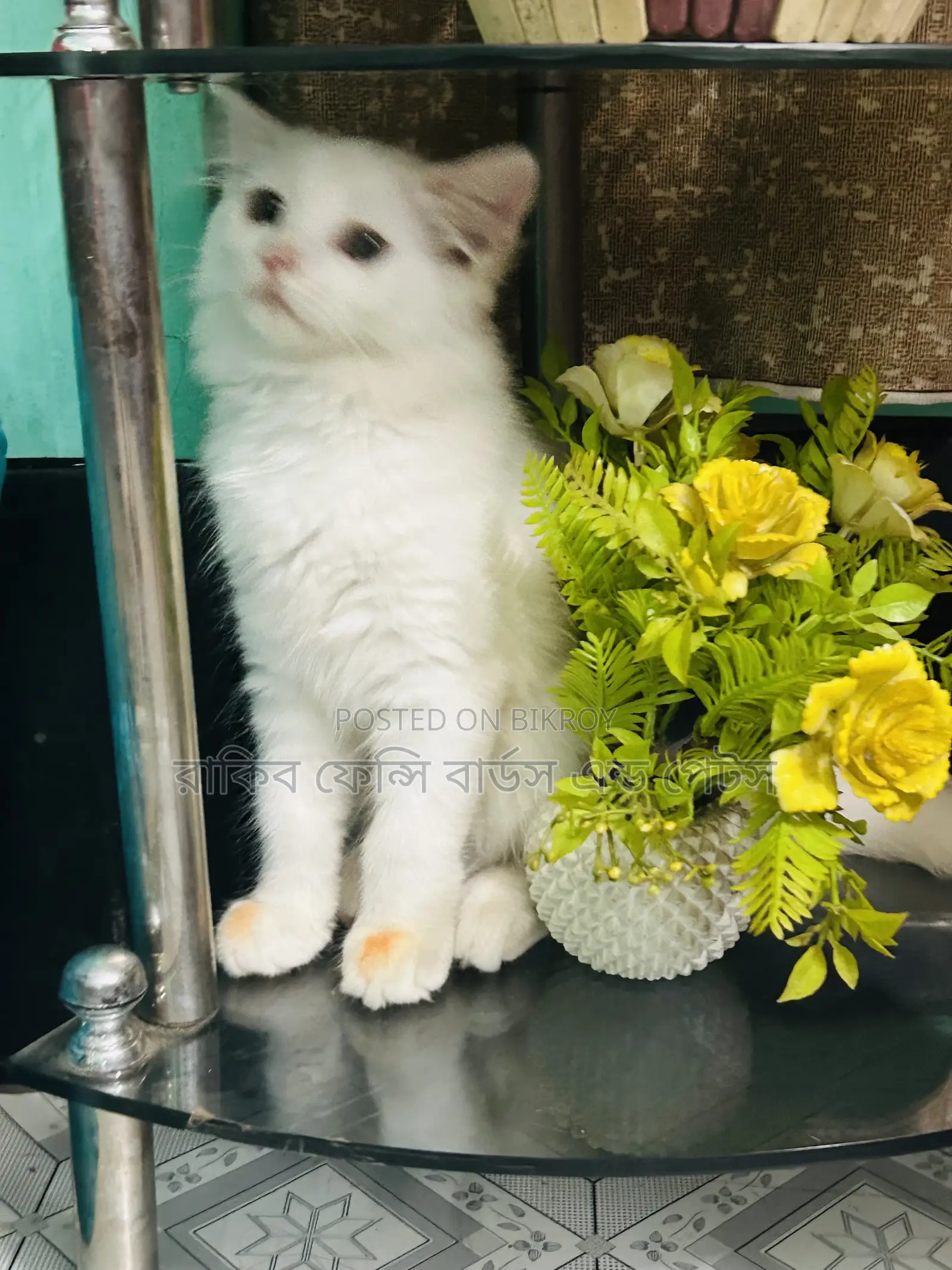 ১-৩ মাস বয়সী মহিলা বিশুদ্ধ পার্সিয়ান