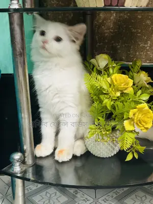 ১-৩ মাস বয়সী মহিলা বিশুদ্ধ পার্সিয়ান
