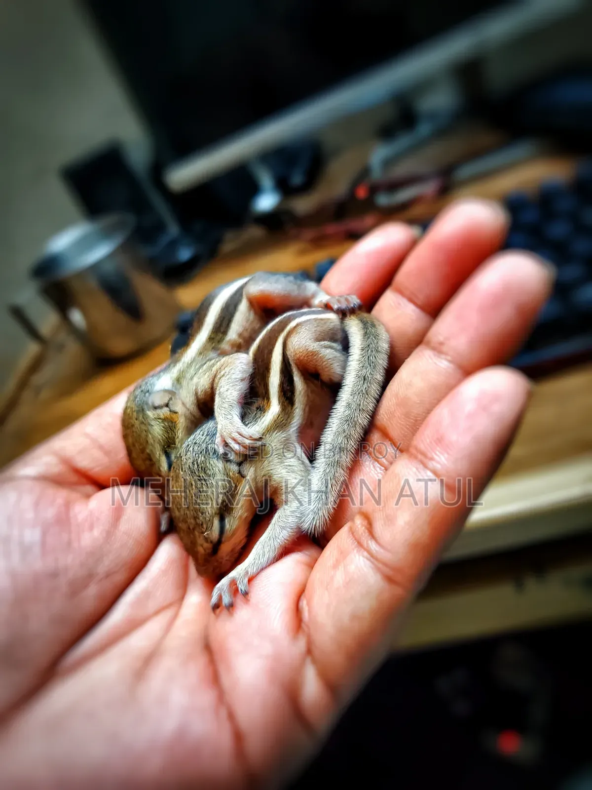 কাঠবিড়ালির বাচ্চা