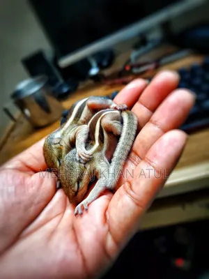 কাঠবিড়ালির বাচ্চা