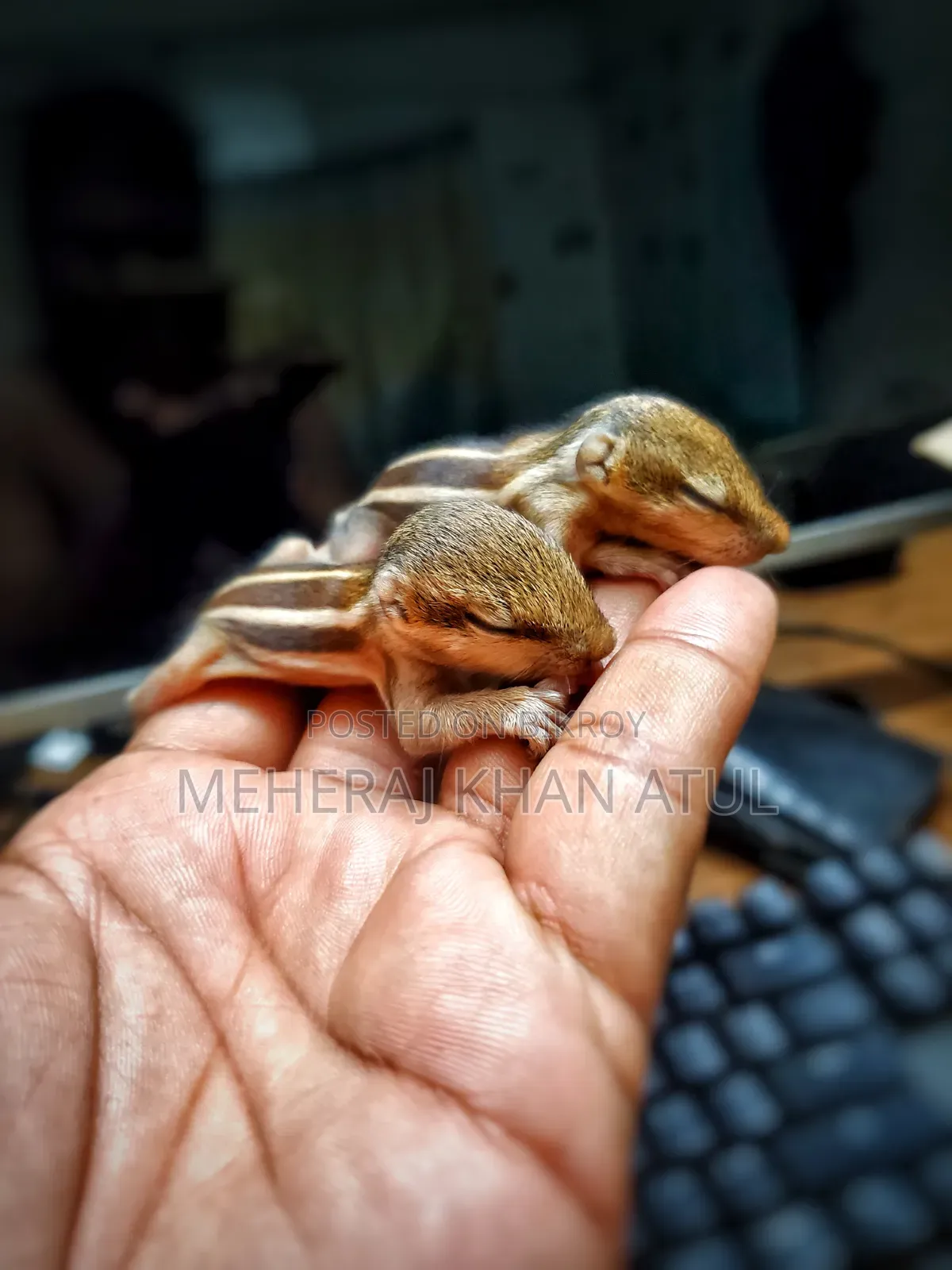 কাঠবিড়ালির বাচ্চা
