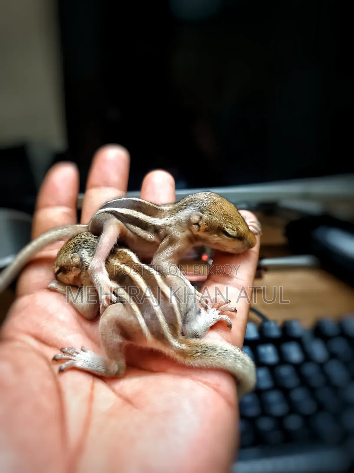 কাঠবিড়ালির বাচ্চা