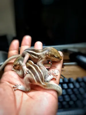 কাঠবিড়ালির বাচ্চা