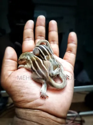 কাঠবিড়ালির বাচ্চা