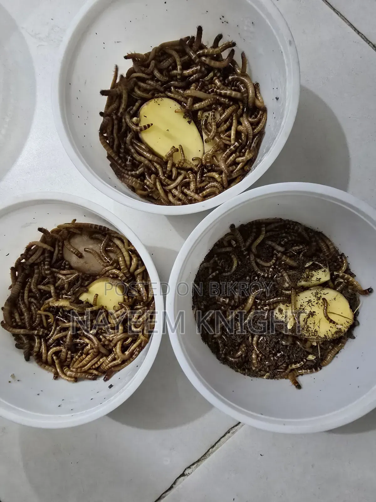 Mealworm Beetle Poka