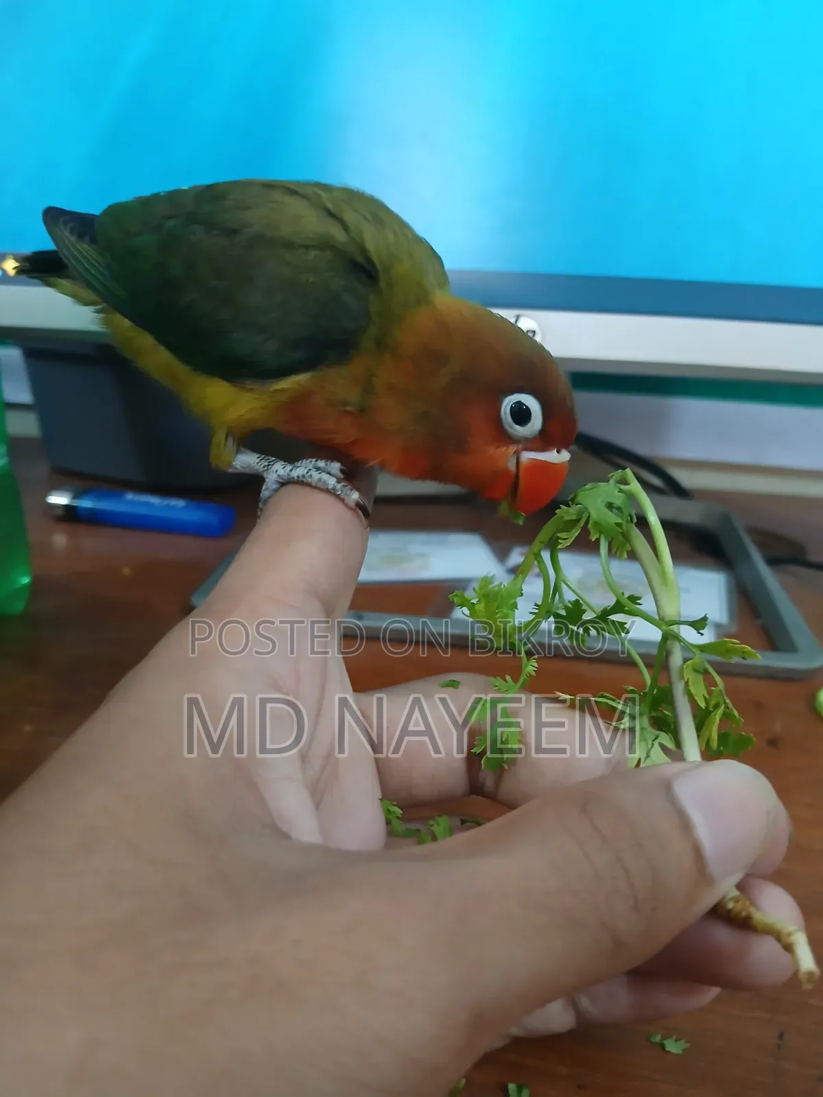 Lovebird Bird