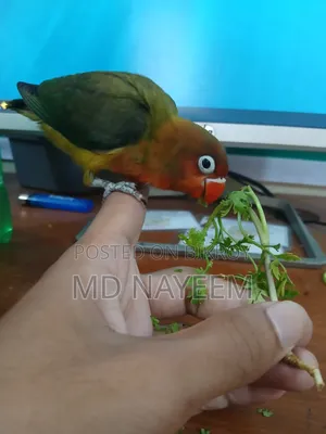 লাভ বার্ড পাখি