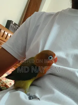 Lovebird Bird