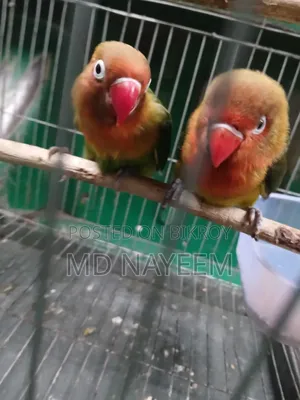 Lovebird Bird