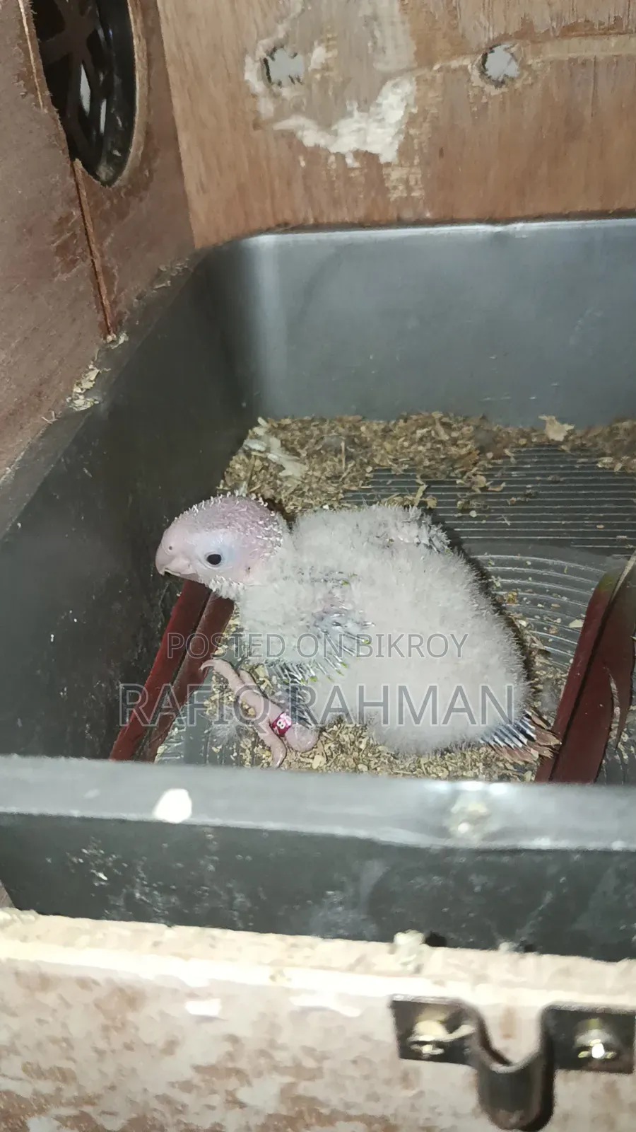 Tame Size Green Cheek Conure