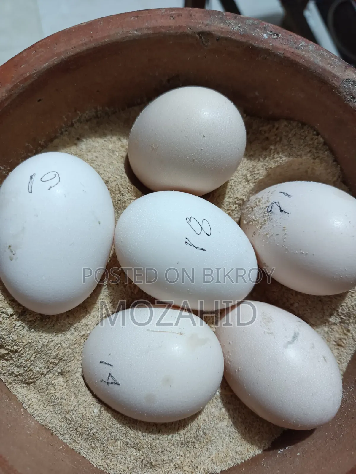 Sarali Chicken Hatching Eggs