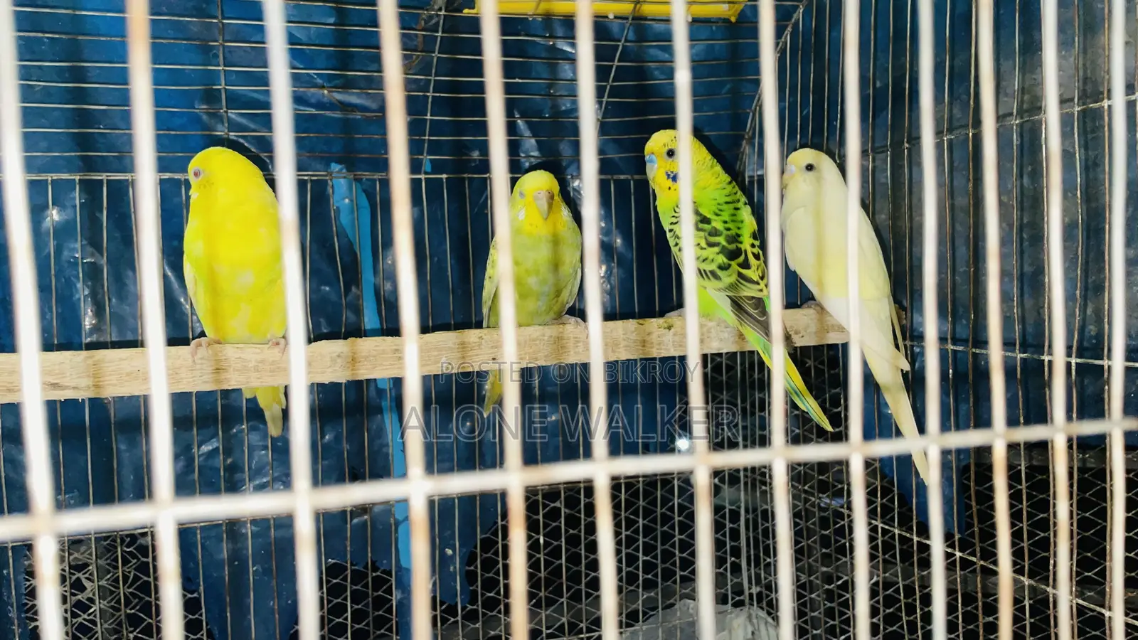 মাস্টার পেয়ার বাজরিগার