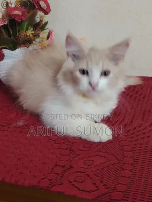 ১-৩ মাস বয়সী পুরুষ পিওরব্রেড পার্সিয়ান