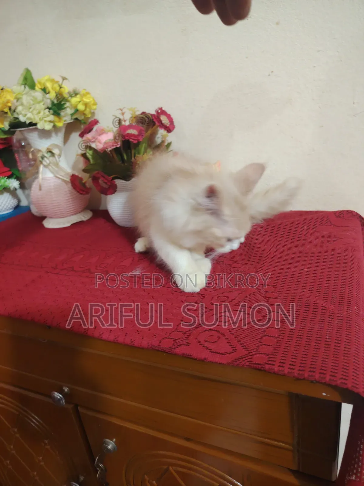 ১-৩ মাস বয়সী পুরুষ পিওরব্রেড পার্সিয়ান