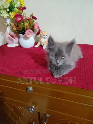 1-3 months Female Purebred Persian