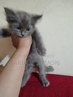 1-3 months Female Purebred Persian
