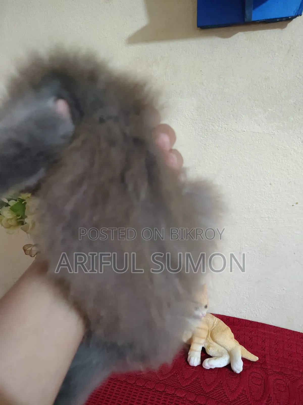 1-3 months Female Purebred Persian