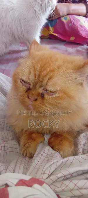 1+ Year Female Purebred Persian