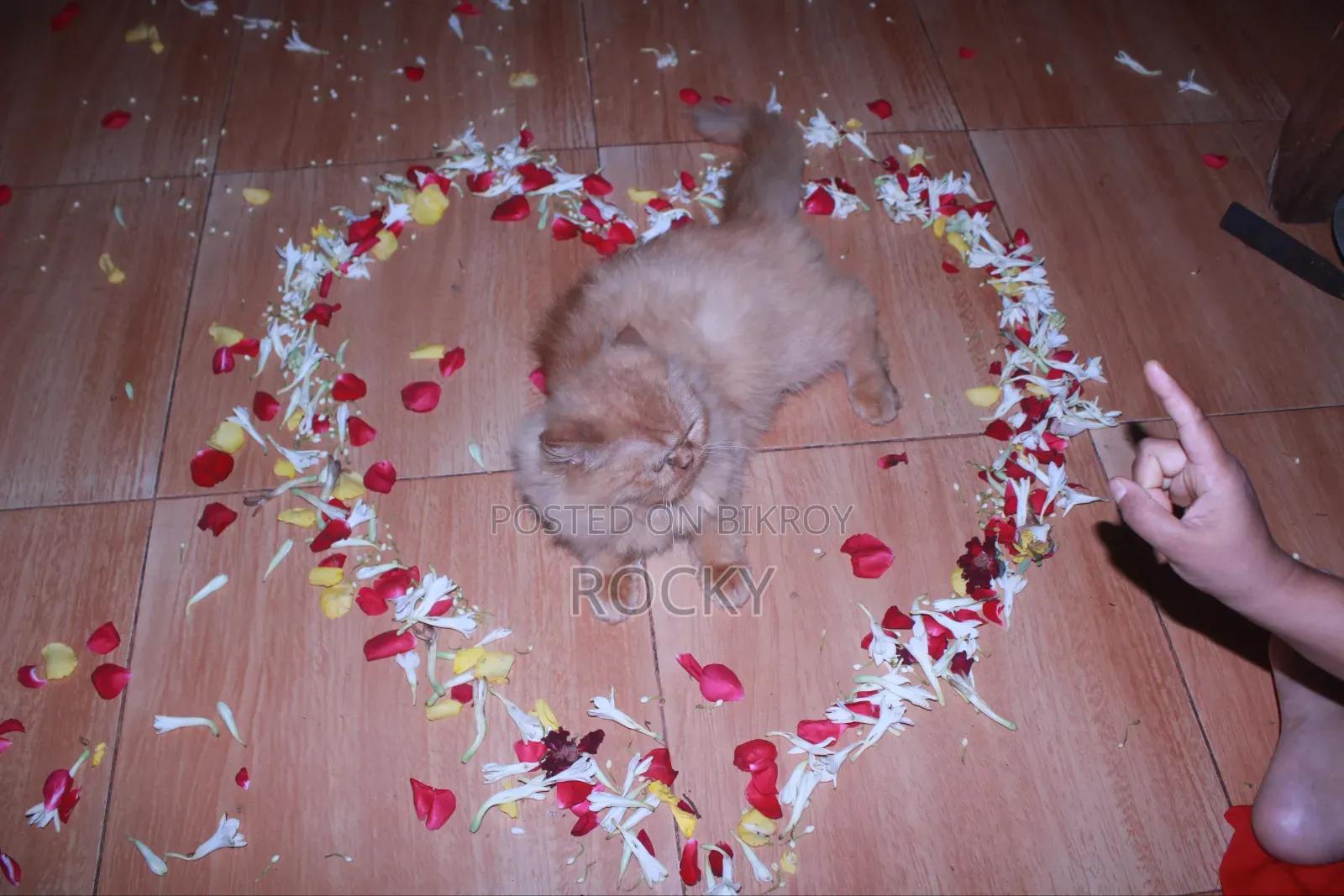 1+ Year Female Purebred Persian