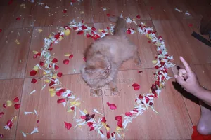 1+ Year Female Purebred Persian