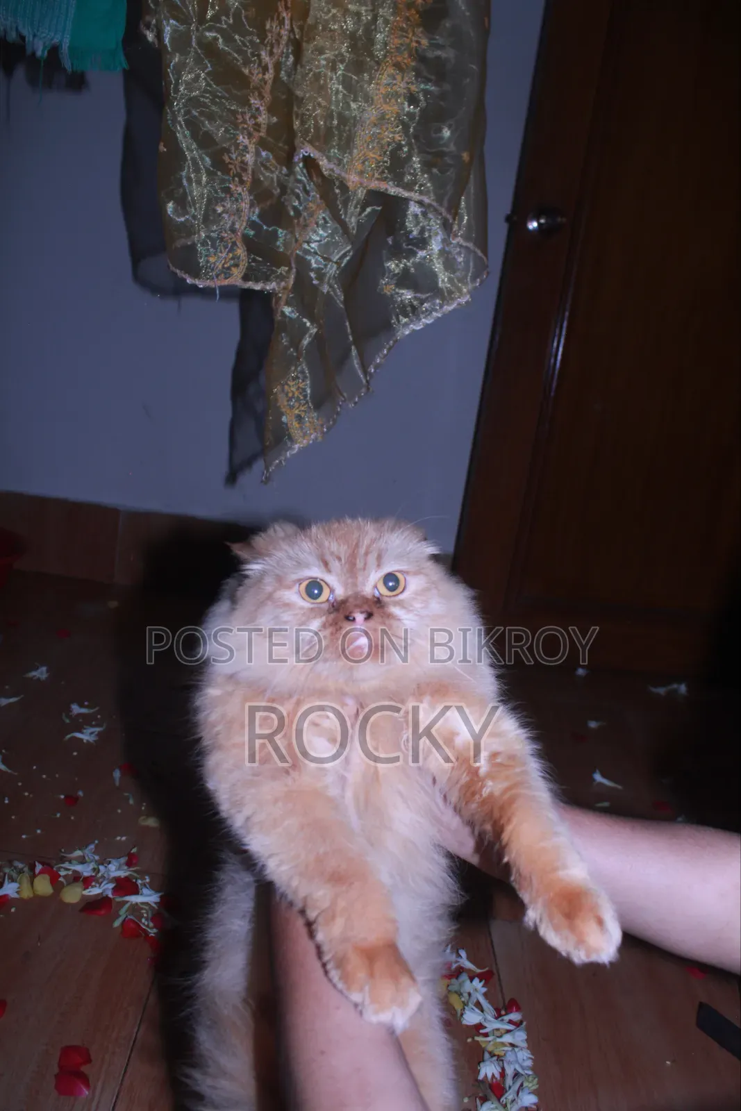 1+ Year Female Purebred Persian