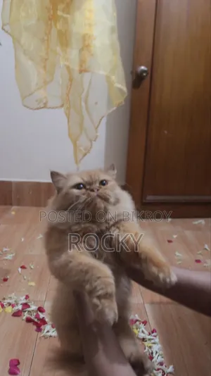 1+ Year Female Purebred Persian