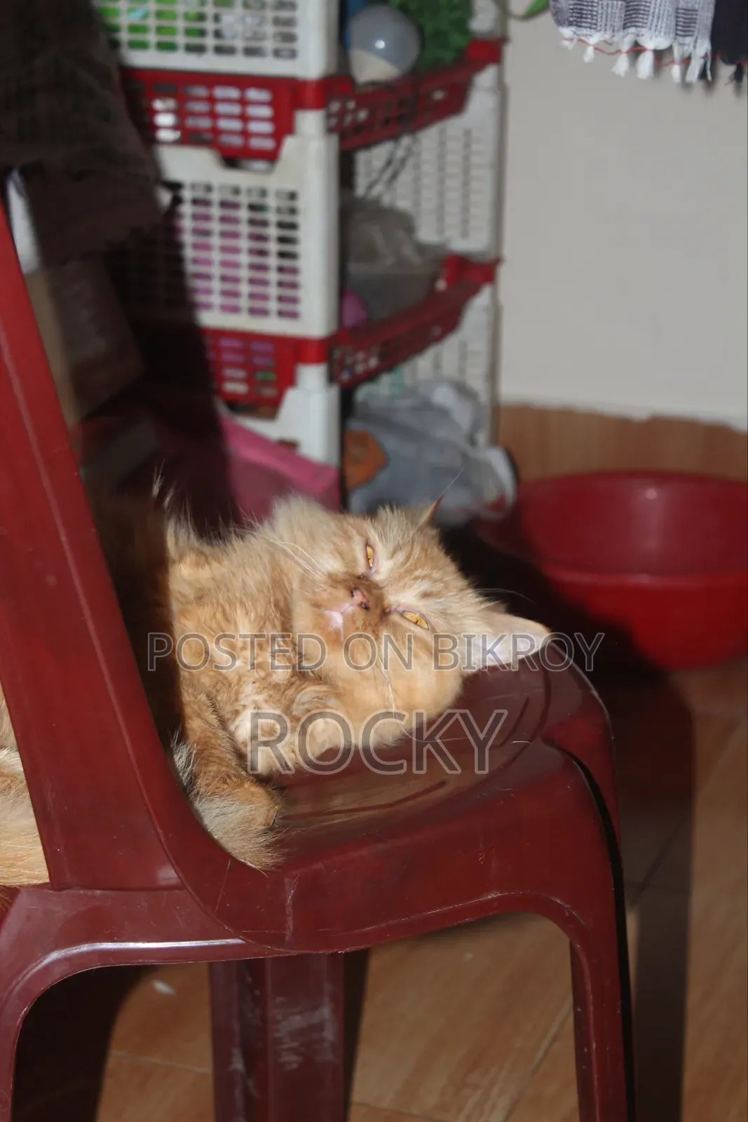 1+ Year Female Purebred Persian
